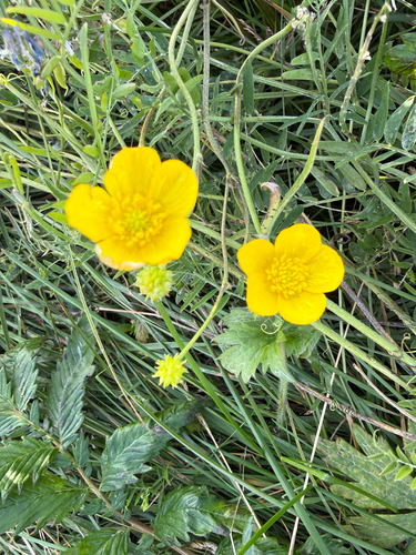 Creeping buttercup