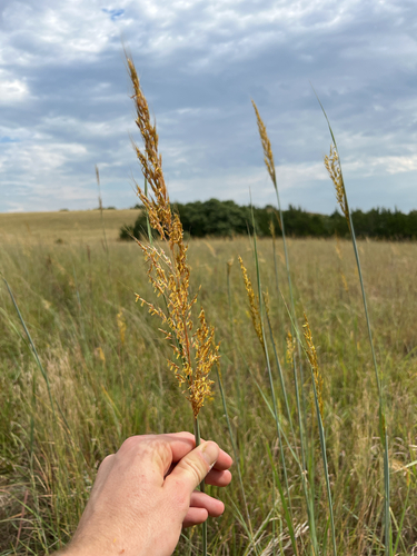 Indiangrass