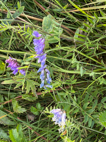 tufted vetch