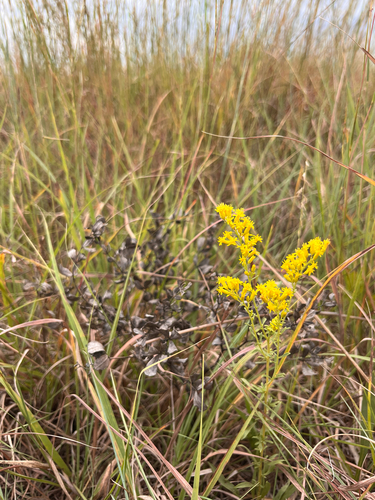 field goldenrod