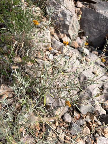 hairyseed bahia