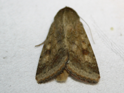 Cotton Bollworm Moth