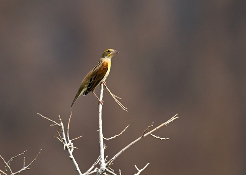 Dickcissel