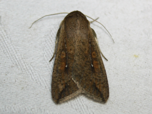 Armyworm Moth