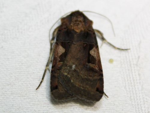 Setaceous Hebrew Character