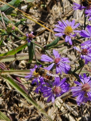 Common Drone Fly