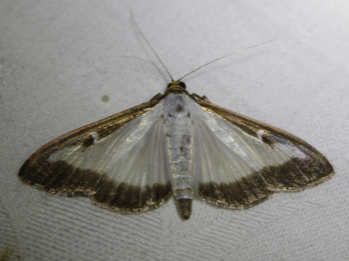 Box Tree Moth
