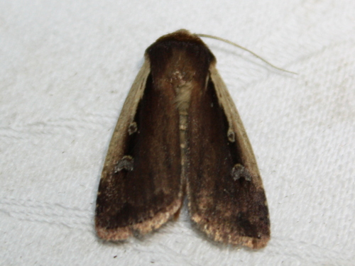 Flame Shoulder Moth