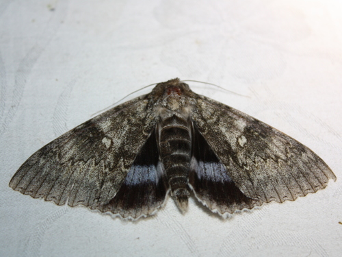 Blue Underwing