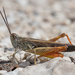 Balkan Field Grasshopper - Photo (c) markussehnal, all rights reserved, uploaded by markussehnal