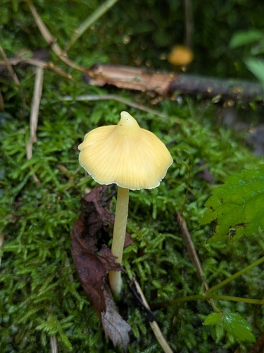 Yellow Unicorn Entoloma