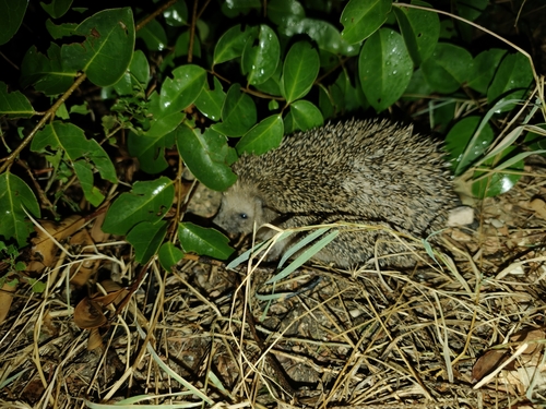 Common Hedgehog