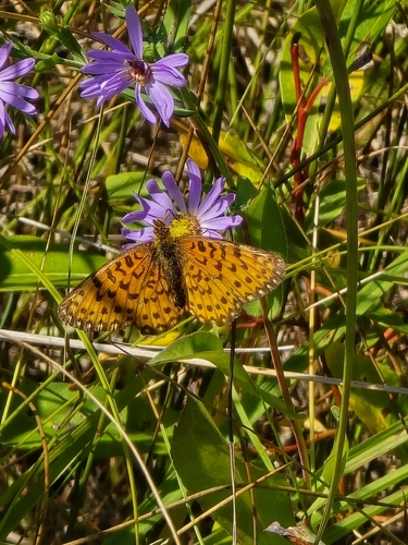 American Silver-bordered Fritillary