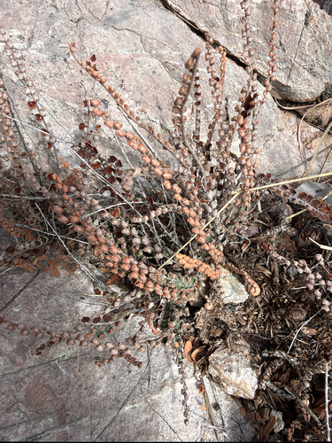 scaly cloak-fern