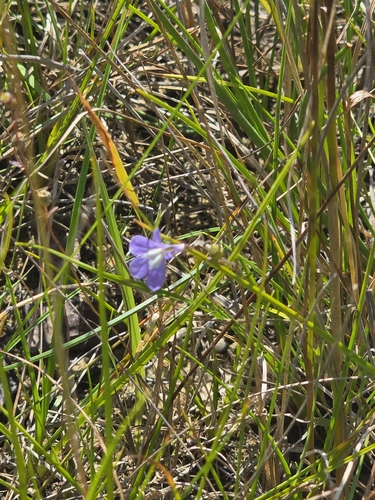 Kalm's Lobelia