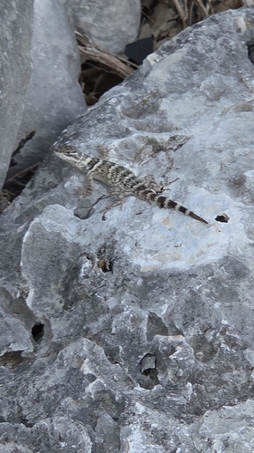 Crevice Spiny Lizard