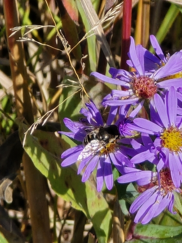 Black-shouldered Drone Fly