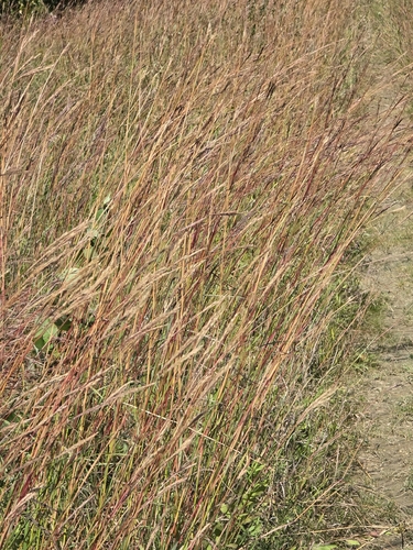 big bluestem