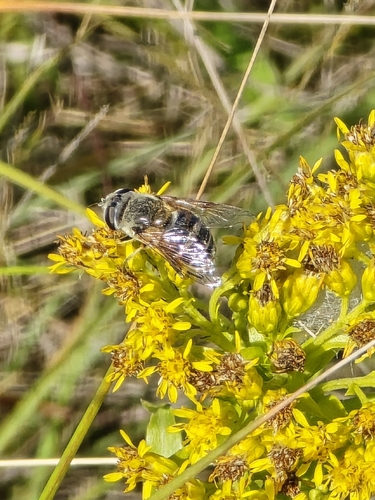 Yellow-shouldered Drone Fly