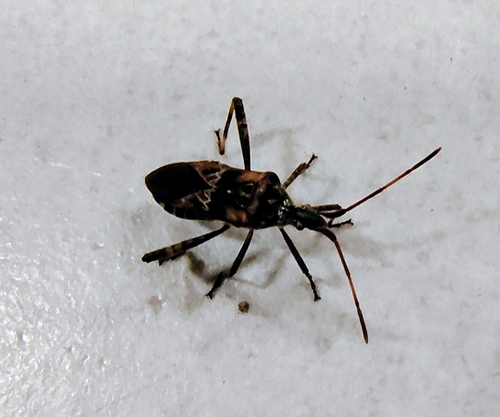 Western Conifer Seed Bug