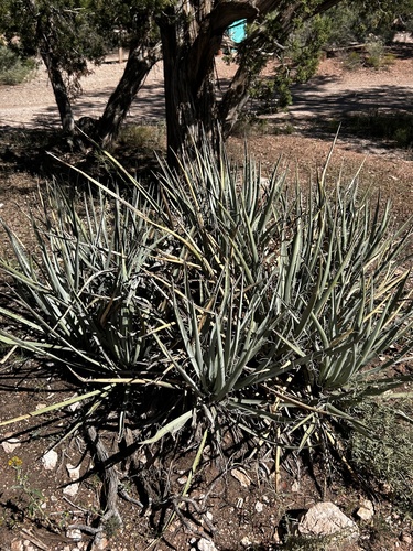 Banana Yucca