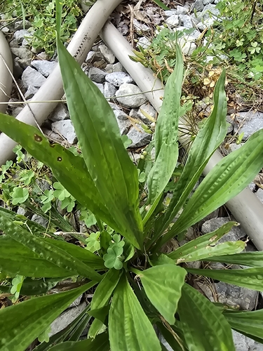 ribwort plantain