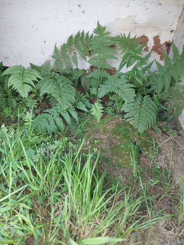 spinulose wood fern