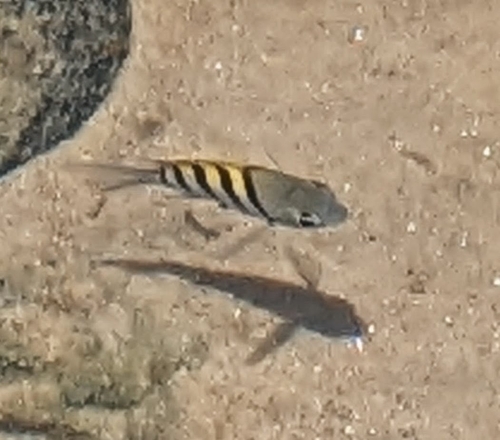 Atlantic Sergeant Major