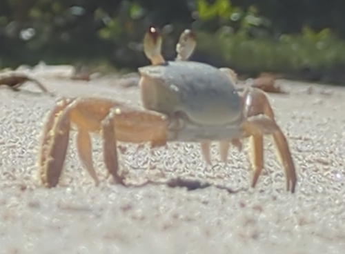 Atlantic Ghost Crab