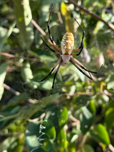Yellow Garden Spider