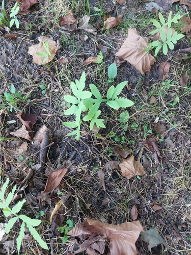 sensitive fern