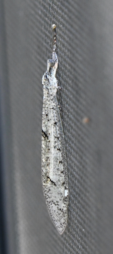 Euptilon ornatum