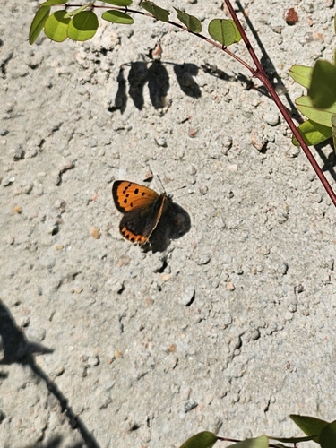Small Copper
