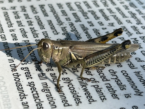 Differential Grasshopper