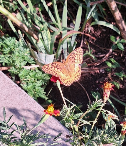 Variegated Fritillary