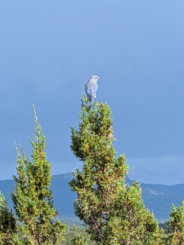 Mountain Bluebird