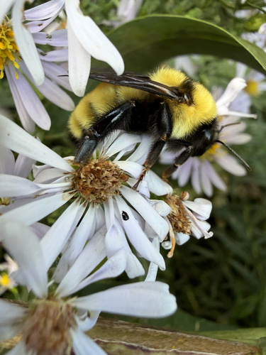 Golden Northern Bumble Bee