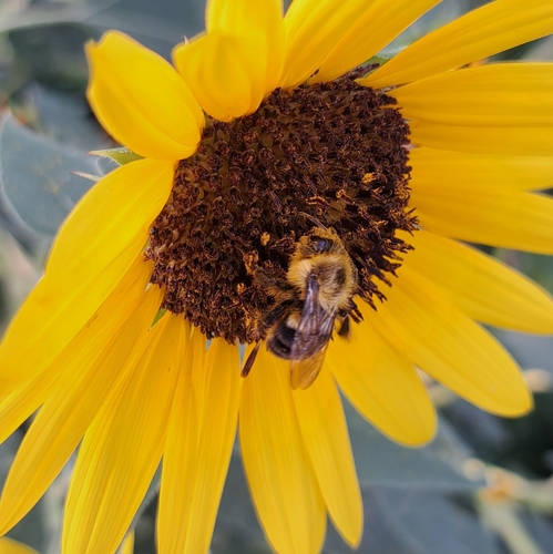 Common Eastern Bumble Bee