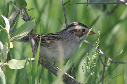 Clay-colored Sparrow