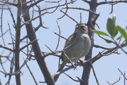 Clay-colored Sparrow