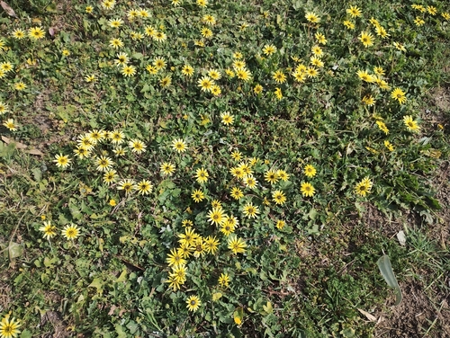 Capeweed