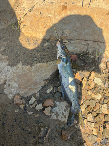 Channel Catfish