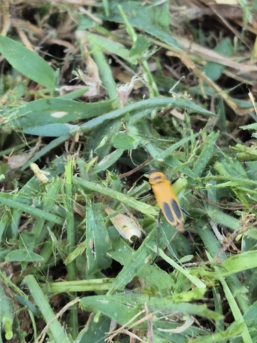 Goldenrod Soldier Beetle