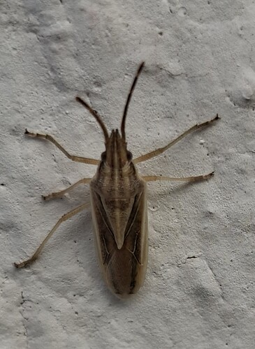Mecidea prolixa