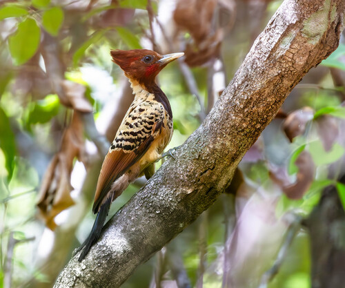 Kaempfer's Woodpecker