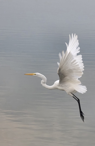 Great Egret