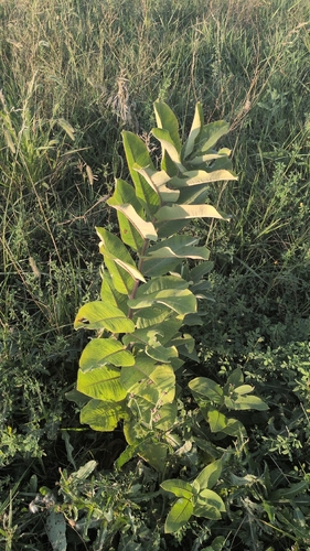 common milkweed