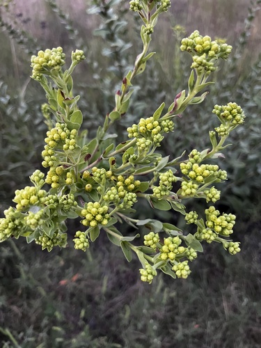 stiff-leaved goldenrod