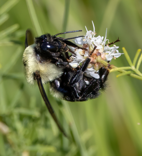 Brown-belted Bumble Bee