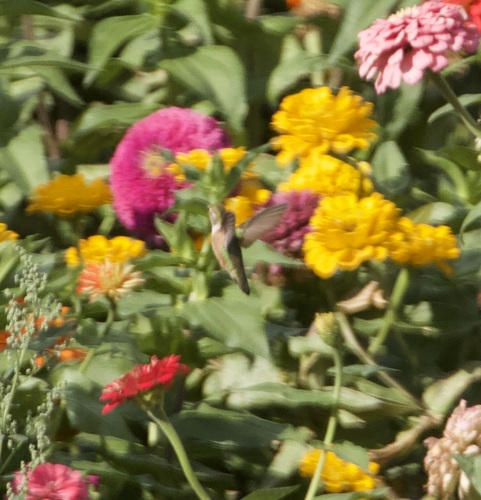 Rufous Hummingbird